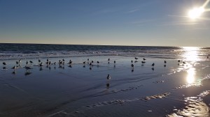Sea gulls on the beach