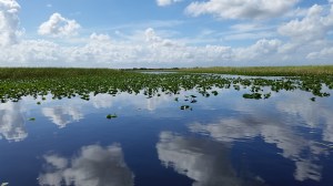 Reflections in the Everglades