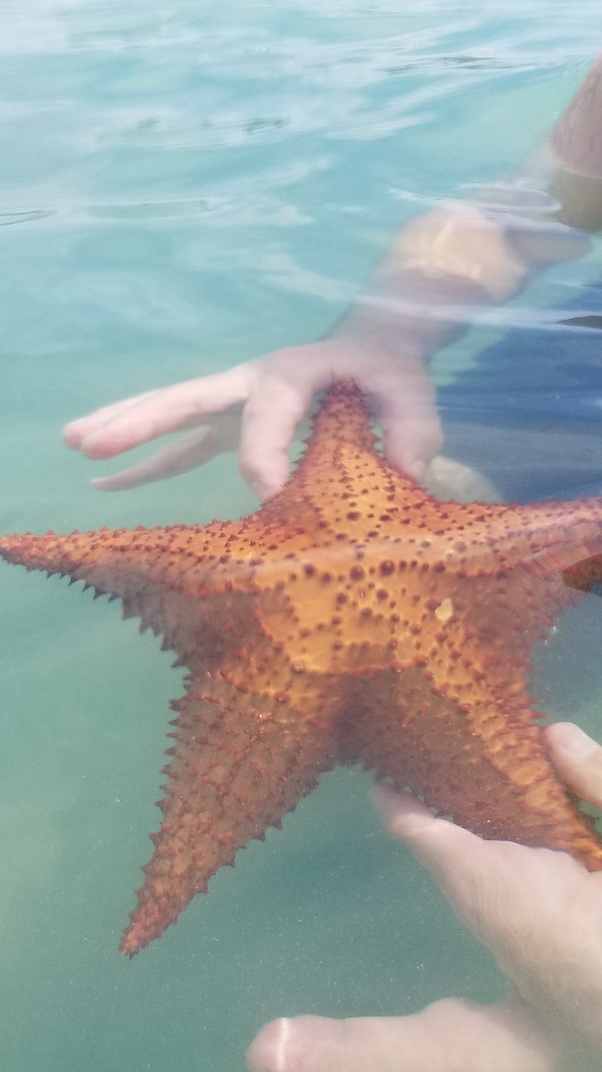 Starfish