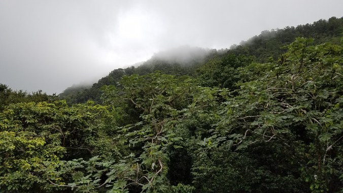 Rain forest in Saint Lucia