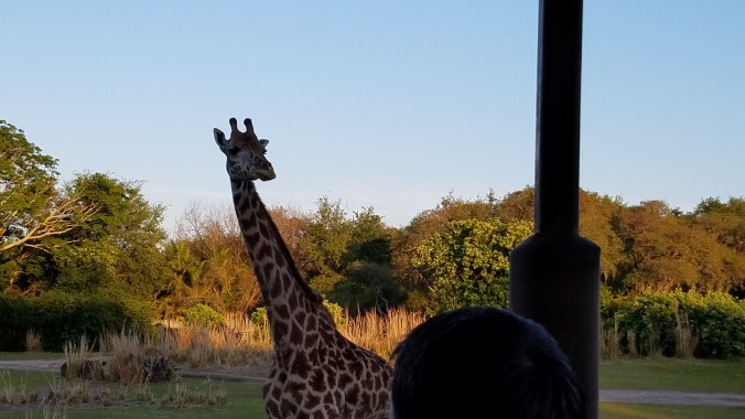 Giraffes on safari