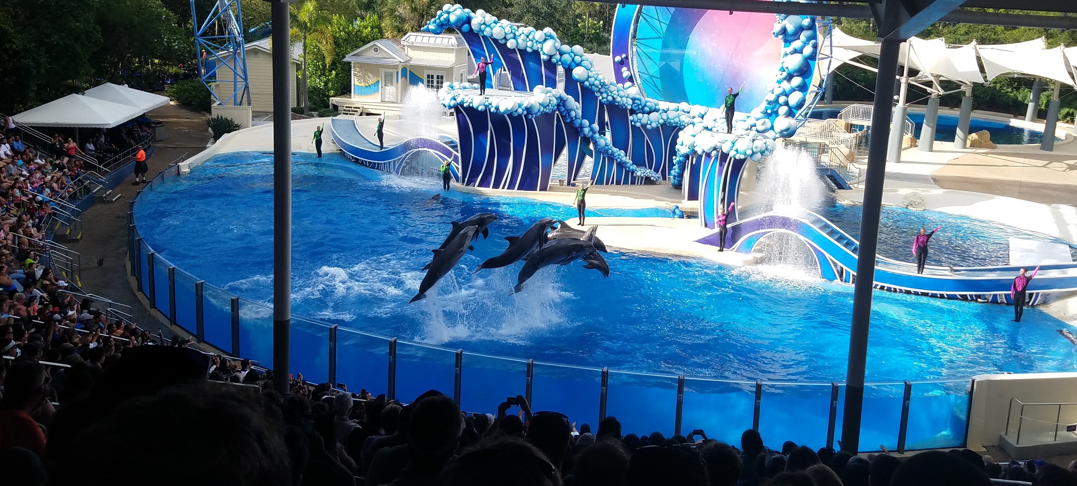 Dolphin show at SeaWorld