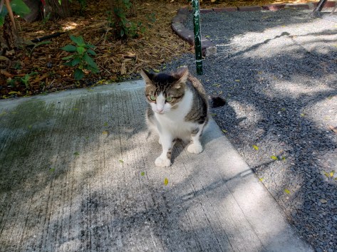 Hemingway Cat