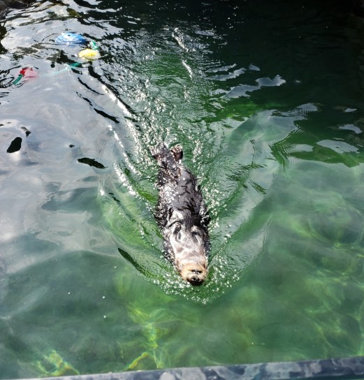 Sea Otter