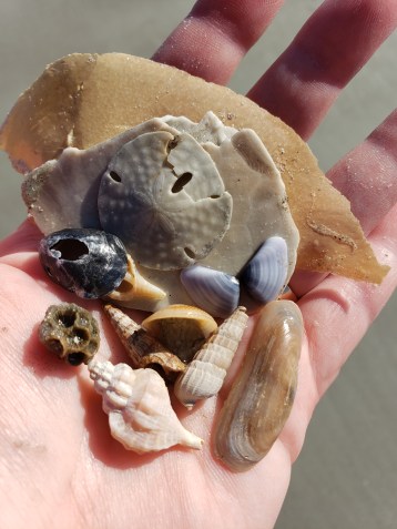 Sea treasures