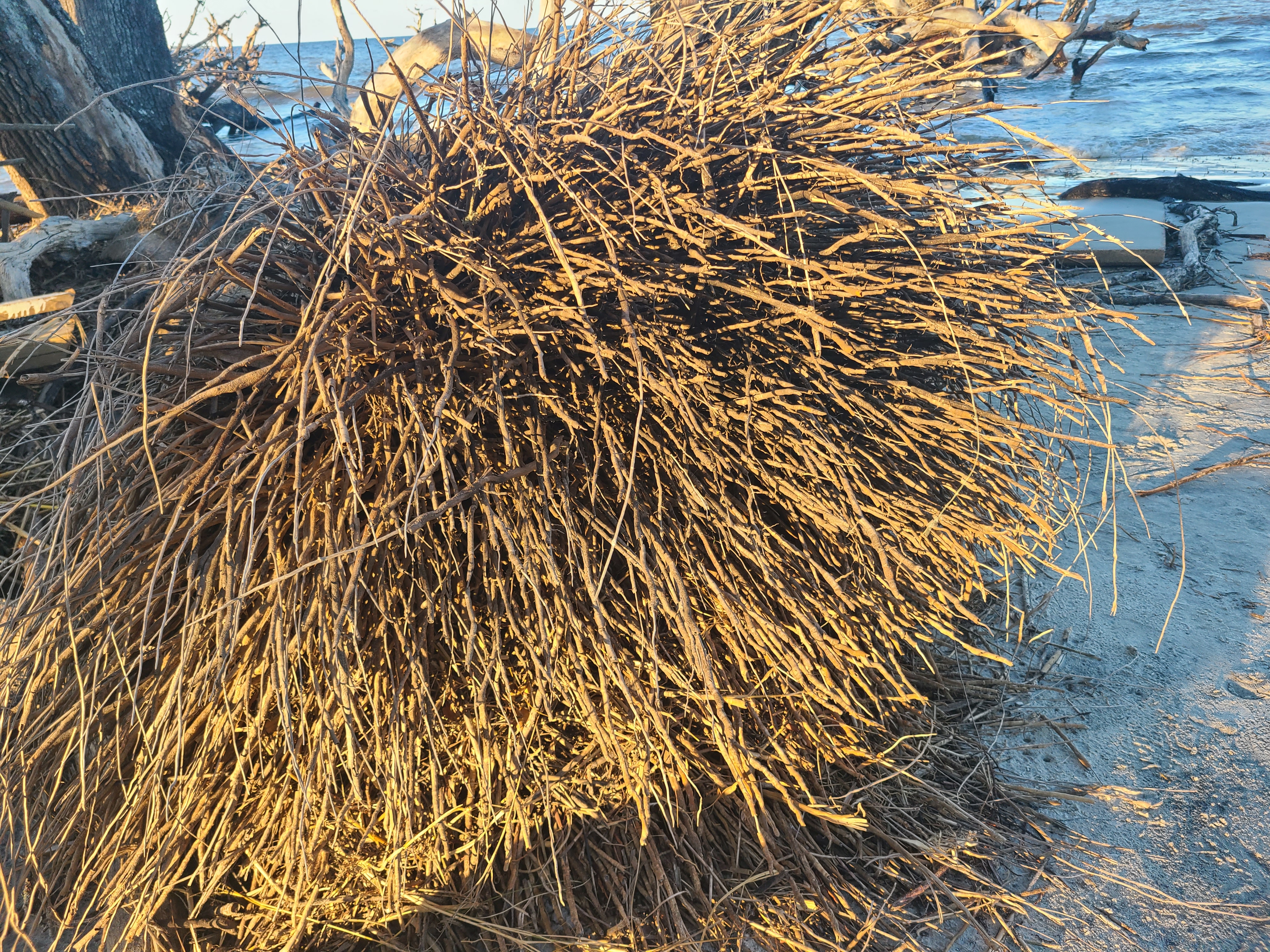 Driftwood Beach, tree roots