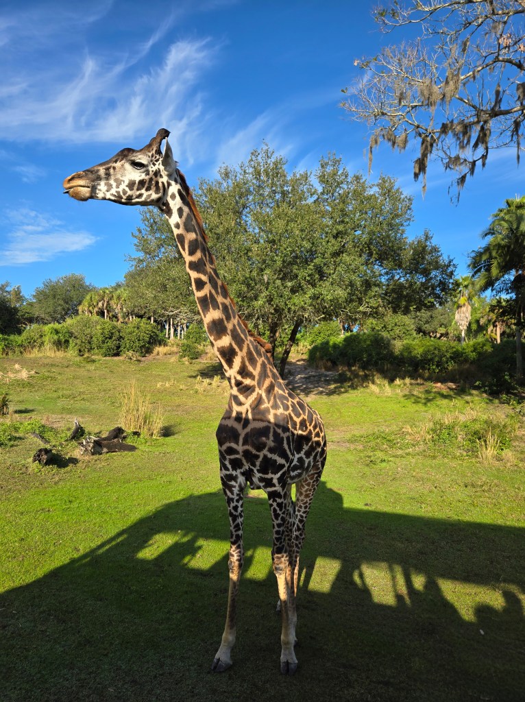 A giraffe at Kilimanjaro Safaris