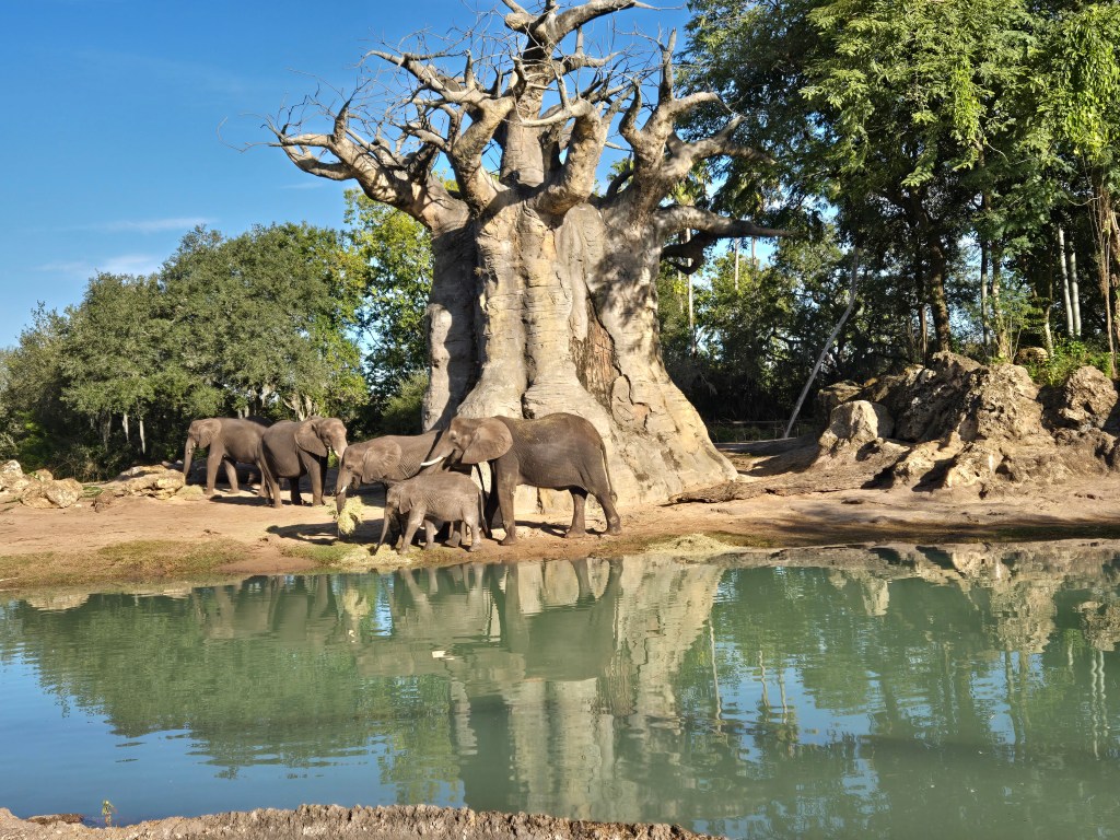 Elephants at Kilimanjaro Safaris